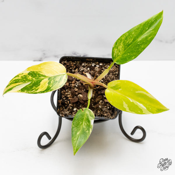 Philodendron Erubescens 'White Princess Aurea' (wk51-A)