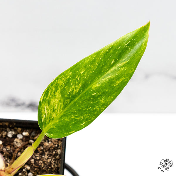 Philodendron Erubescens 'White Princess Aurea' (wk51-A)