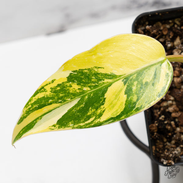 Philodendron Erubescens 'White Princess Aurea' (wk51-A)