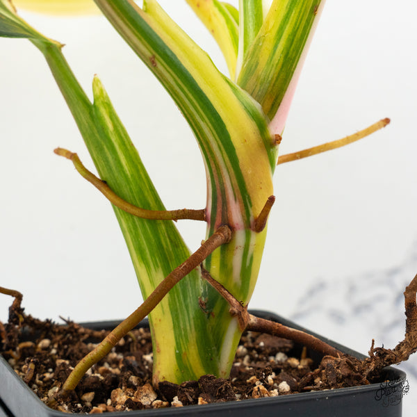 Philodendron Erubescens 'White Wizard' Aurea Variegated (wk50-R)