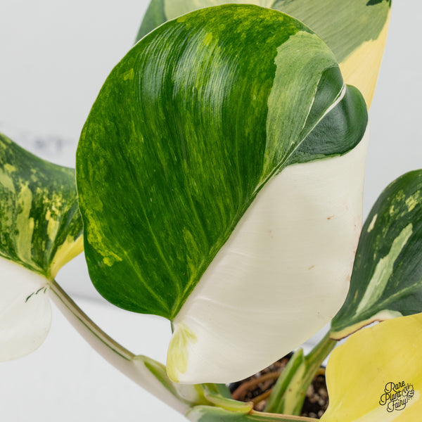 Philodendron Erubescens 'White Wizard' Aurea Variegated (wk50-R)