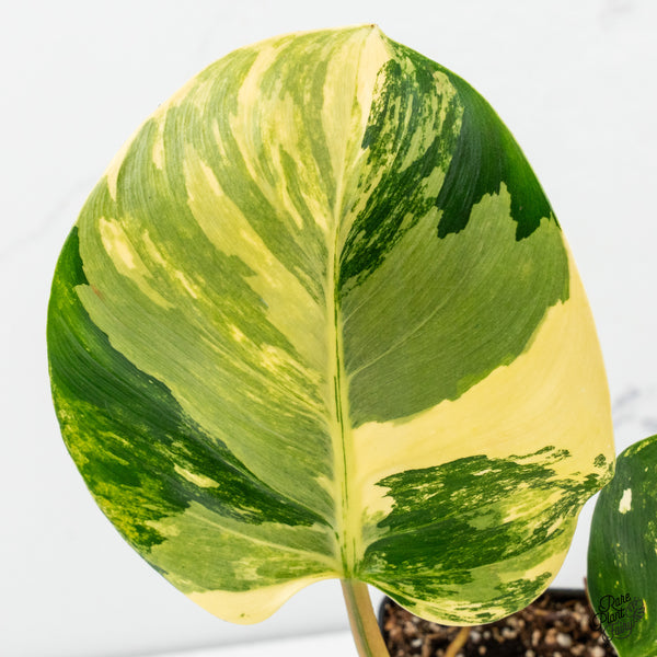 Philodendron Erubescens 'White Wizard' Aurea Variegated (wk50-R)