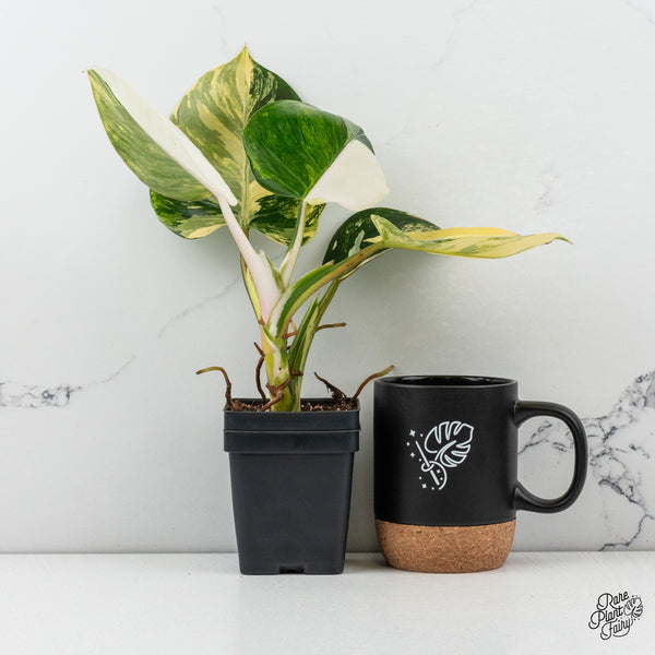 Philodendron Erubescens 'White Wizard' Aurea Variegated (wk50-R)