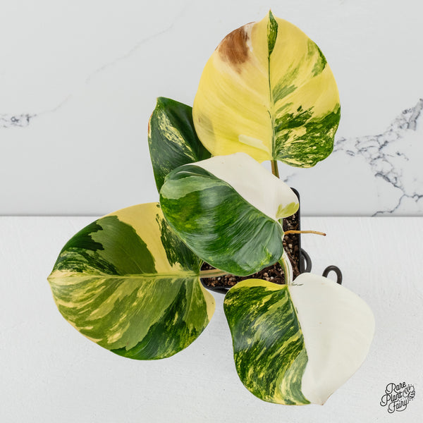 Philodendron Erubescens 'White Wizard' Aurea Variegated (wk50-R)