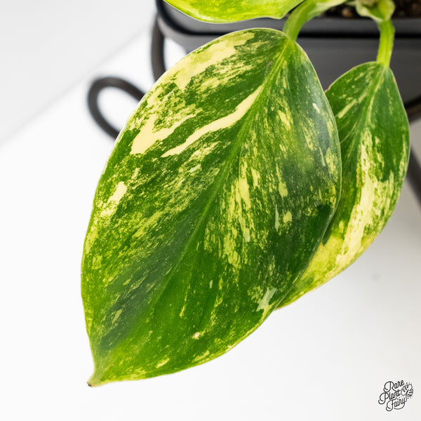 Philodendron Erubescens 'White Wizard Aurea' (wk6-I)