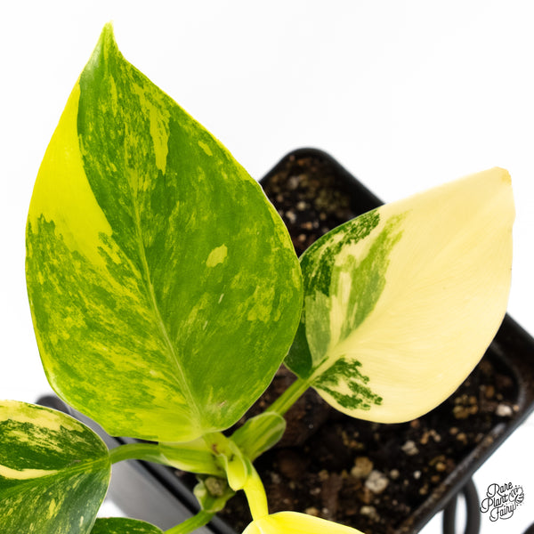 Philodendron Erubescens 'White Wizard Aurea' (wk6-I)