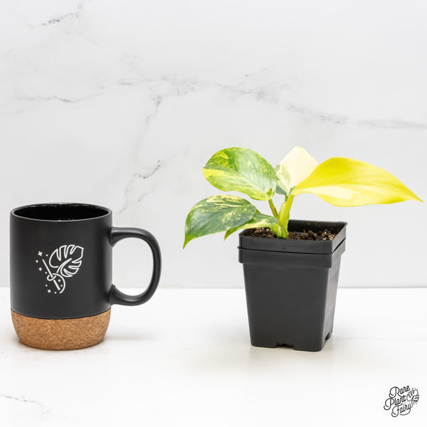 Philodendron Erubescens 'White Wizard Aurea' (wk6-I)