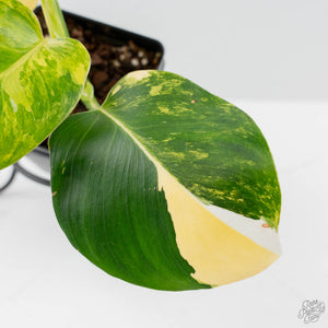 Philodendron Erubescens 'White Wizard Aurea' (wk42-L378)