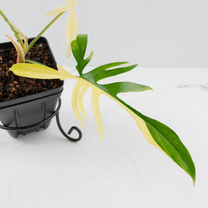 Philodendron Florida Beauty x Polypodioides Variegated (wk36-L107)