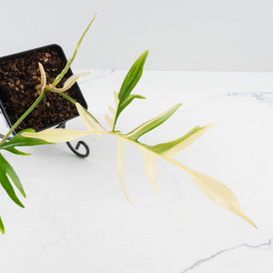 Philodendron Florida Beauty x Polypodioides Variegated (wk36-L107)
