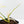 Philodendron Florida Beauty x Polypodioides Variegated (wk36-L107)