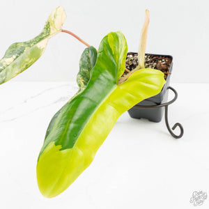 Philodendron 'Florida Beauty' x 'Billietiae' (wk18-UM)