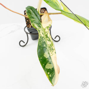Philodendron 'Florida Beauty' x 'Billietiae' (wk18-UM)