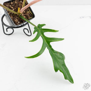 Philodendron 'Florida Beauty' x 'Tortum' Variegated (wk18-F)
