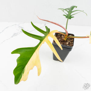 Philodendron 'Florida Beauty' x 'Tortum' Variegated (wk18-F)