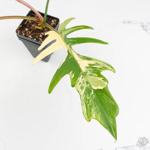 Philodendron 'Florida Beauty' x 'Tortum' Variegated (wk18-F)