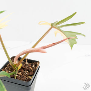 Philodendron 'Florida Beauty' x 'Tortum' Variegated (wk18-F)