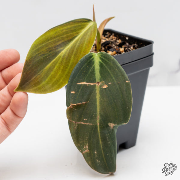 Philodendron gigas variegated (wk51-UP)