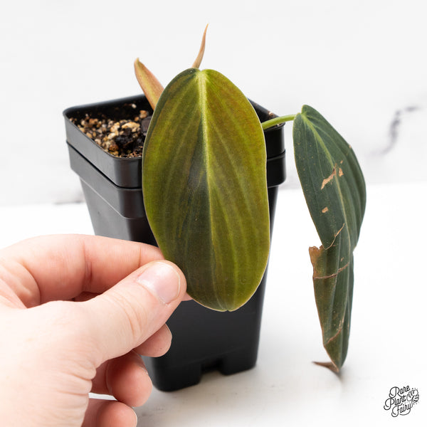 Philodendron gigas variegated (wk51-UP)