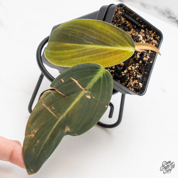 Philodendron gigas variegated (wk51-UP)
