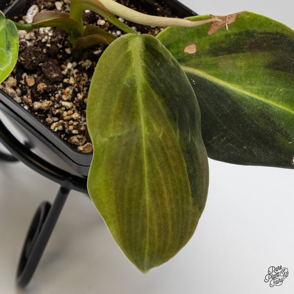 Philodendron Gigas Variegated (wk6-UA)