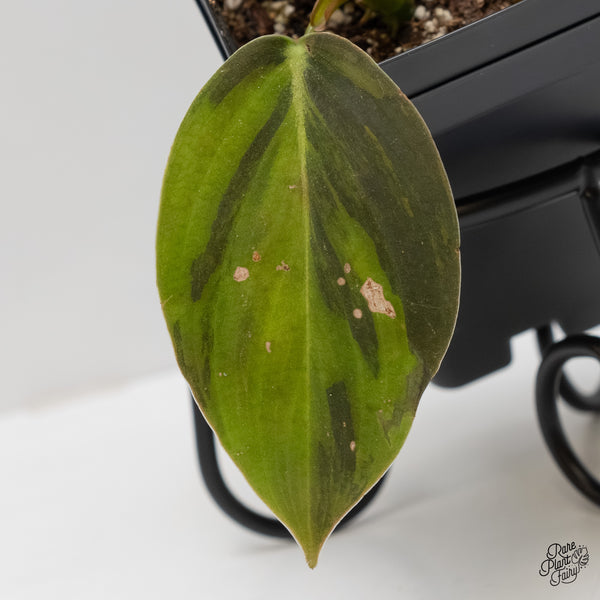 Philodendron Gigas Variegated (wk6-UA)