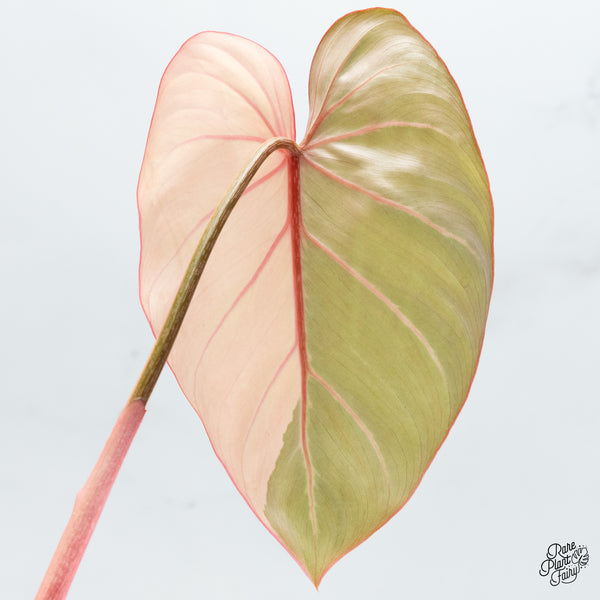 Philodendron Gloriosum Albo Variegated *Type 1* (wk37-P)