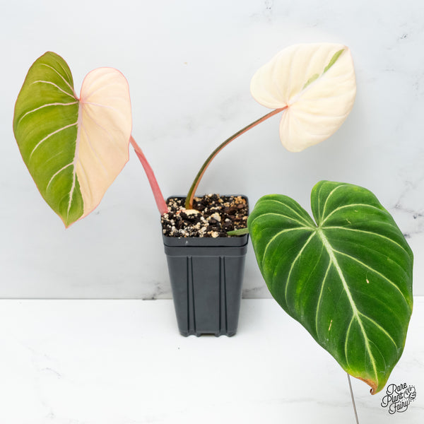 Philodendron Gloriosum Albo Variegated *Type 1* (wk37-P)