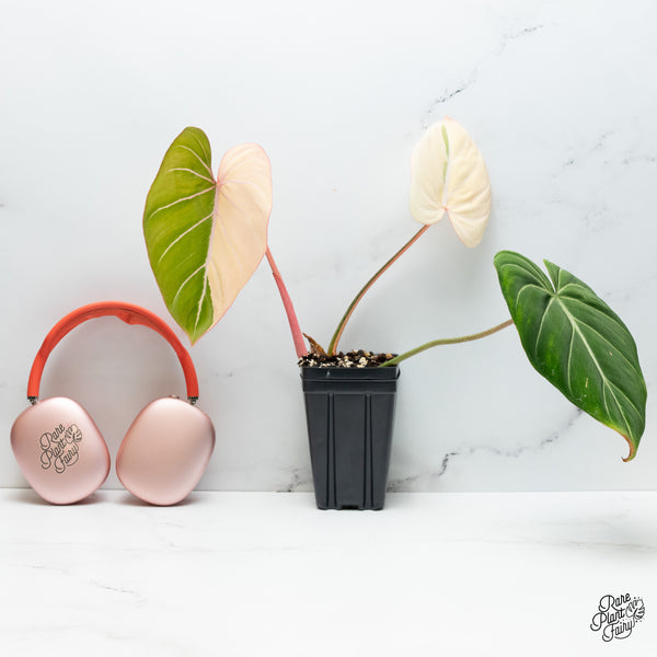 Philodendron Gloriosum Albo Variegated *Type 1* (wk37-P)
