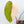 Philodendron Gloriosum Albo Variegated *Type 1* (wk37-P)