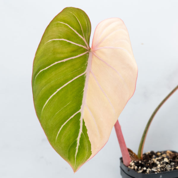 Philodendron Gloriosum Albo Variegated *Type 1* (wk37-P)