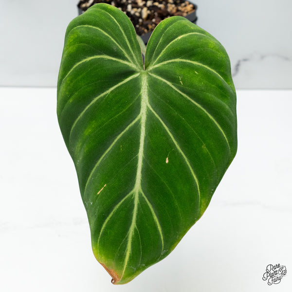 Philodendron Gloriosum Albo Variegated *Type 1* (wk37-P)