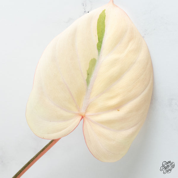 Philodendron Gloriosum Albo Variegated *Type 1* (wk37-P)