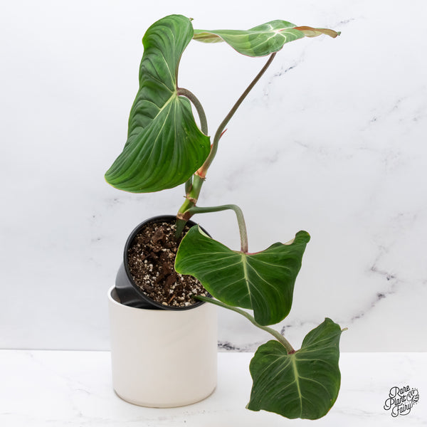Philodendron Gloriosum Sport Variegated (wk35-U)