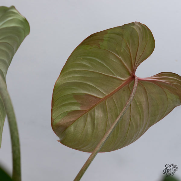 Philodendron Gloriosum Sport Variegated (wk35-U)
