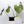 Philodendron Gloriosum Sport Variegated (wk35-U)