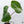 Philodendron Gloriosum Sport Variegated (wk35-U)