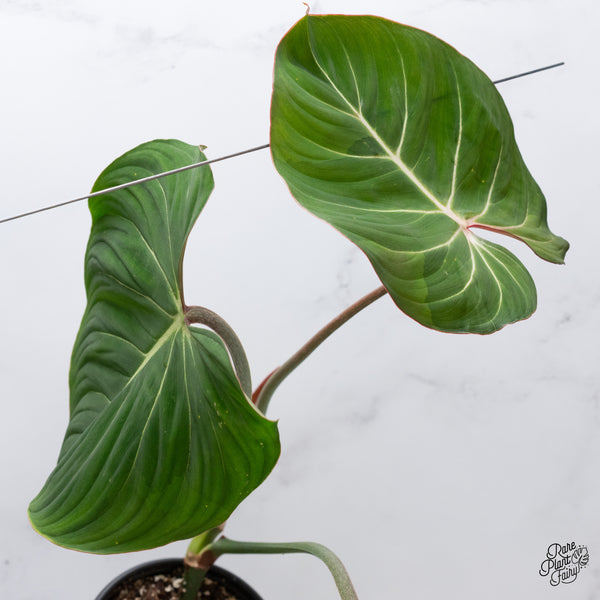 Philodendron Gloriosum Sport Variegated (wk35-U)