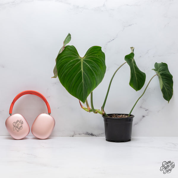Philodendron Gloriosum Sport Variegated (wk35-U)