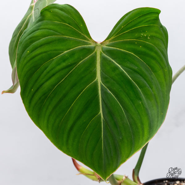 Philodendron Gloriosum Sport Variegated (wk35-U)