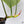 Philodendron Gloriosum Sport Variegated (wk35-U)