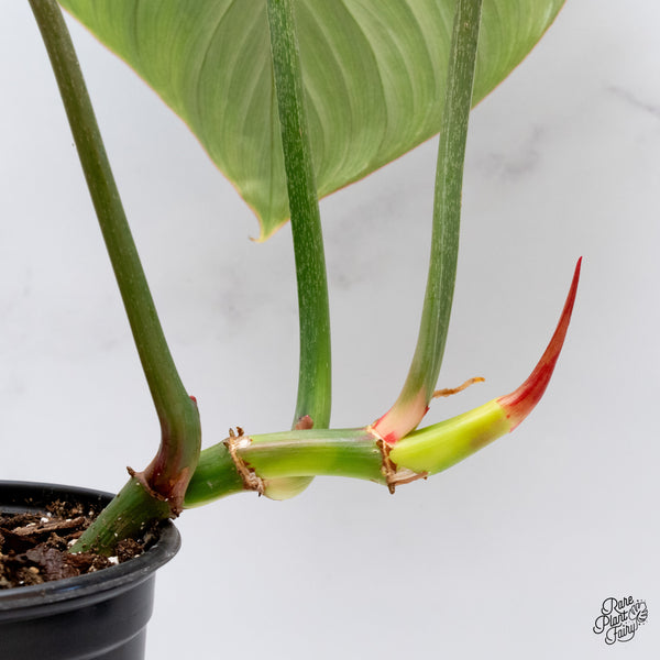 Philodendron Gloriosum Sport Variegated (wk35-U)