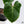 Philodendron Gloriosum Sport Variegated (wk35-U)