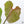 Philodendron Gloriosum Sport Variegated (wk35-U)