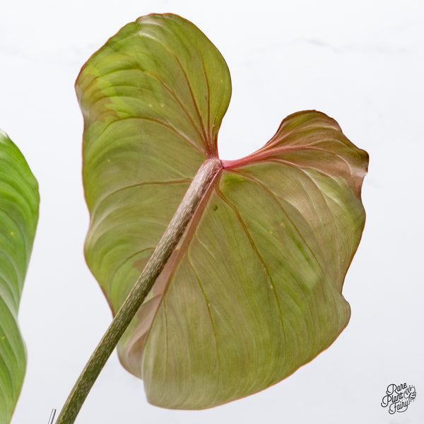 Philodendron Gloriosum Sport Variegated (wk35-U)