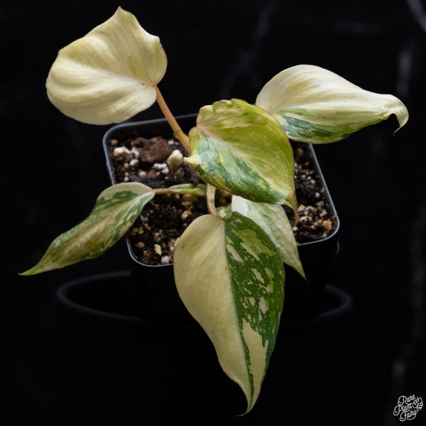 Philodendron Gloriosum Variegated *Type 2* (wk32-J)