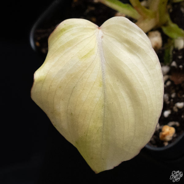 Philodendron Gloriosum Variegated *Type 2* (wk32-J)