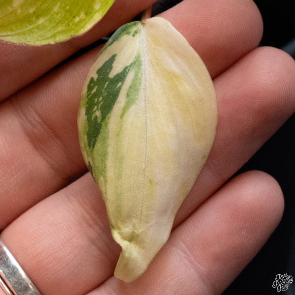 Philodendron Gloriosum Variegated *Type 2* (wk32-J)