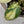 Philodendron Gloriosum Variegated *Type 2* (wk33-D)