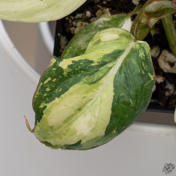Philodendron Gloriosum Variegated *Type 2* (wk33-D)